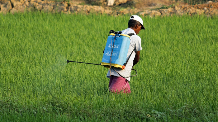 Pest Control Services