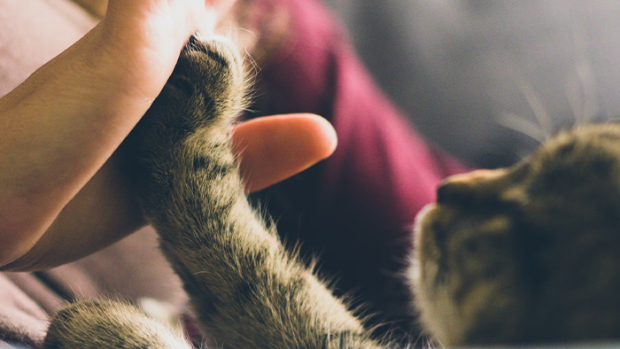 Pet Services