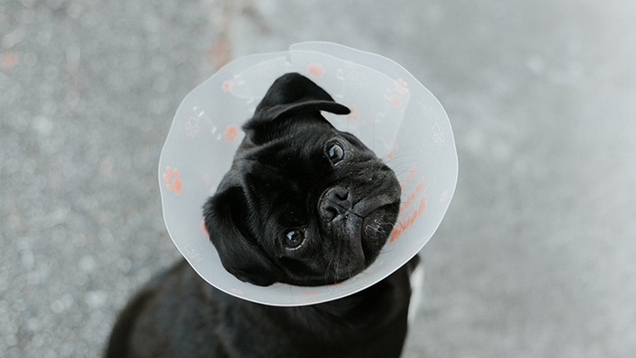 Veterinarians